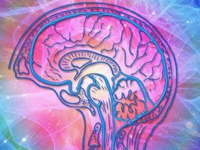 brain and mind  pain and the brain 